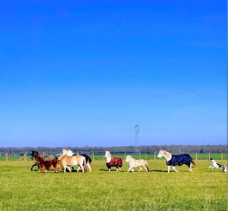 Gite Au Haras D'Agathe Et Ses Princes Les Barils Exteriér fotografie